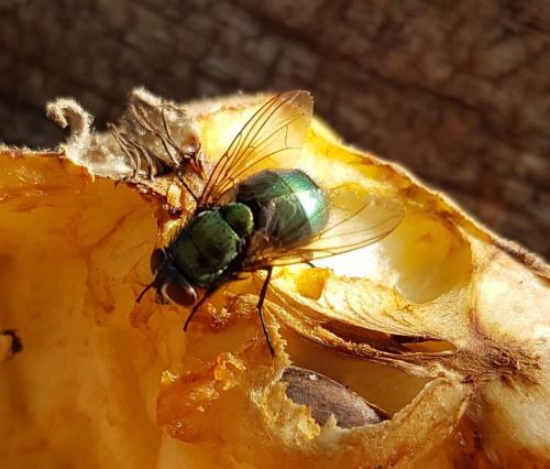 Lucilia sp.